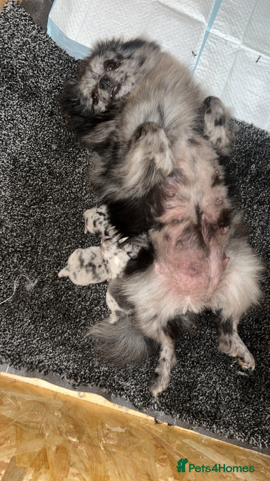 Pomeranian dogs for sale: Exotic quality mearle Poms with blue eyes 💙 - Image 5