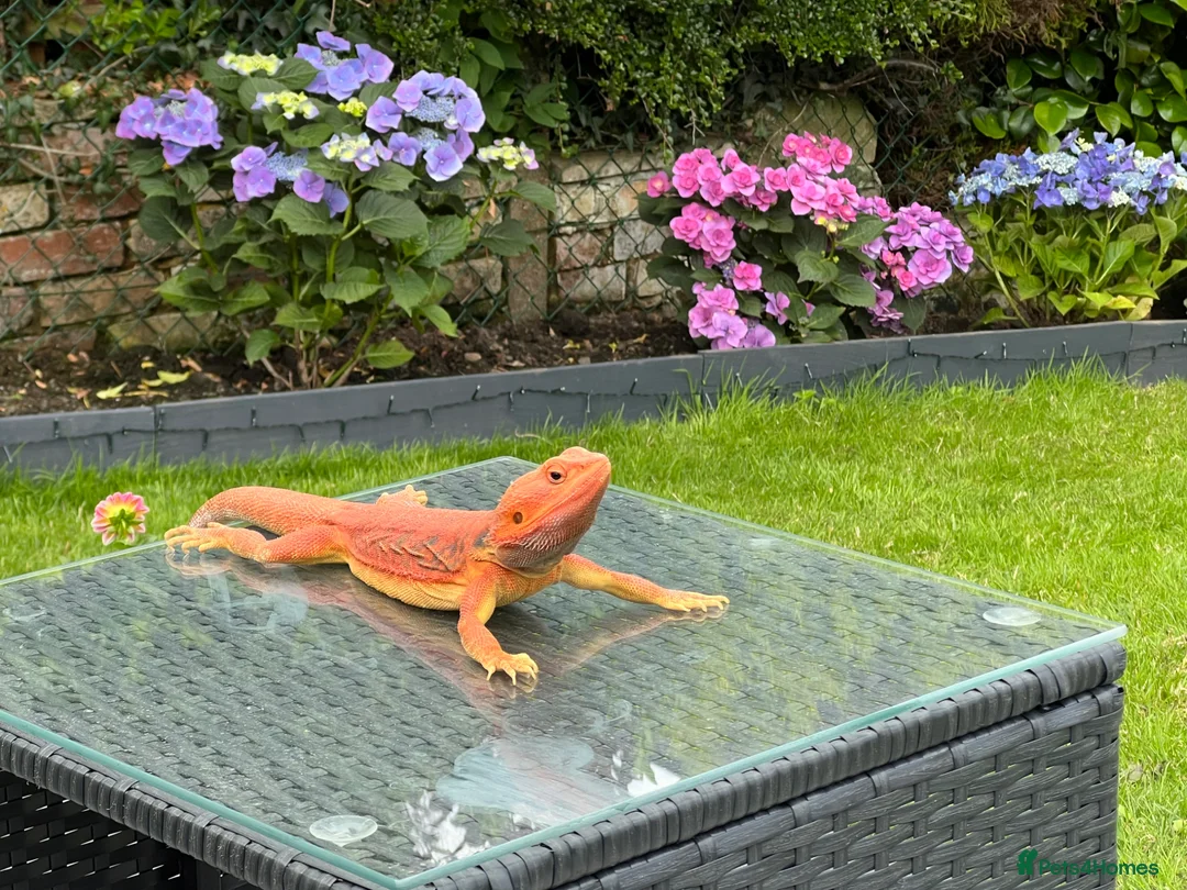 Bearded Dragon reptiles for sale: Bearded Dragon Adult - Full Setup in Pontypool - Advert 6