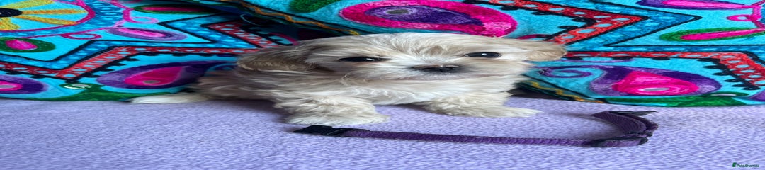 Maltipoo Puppy 3