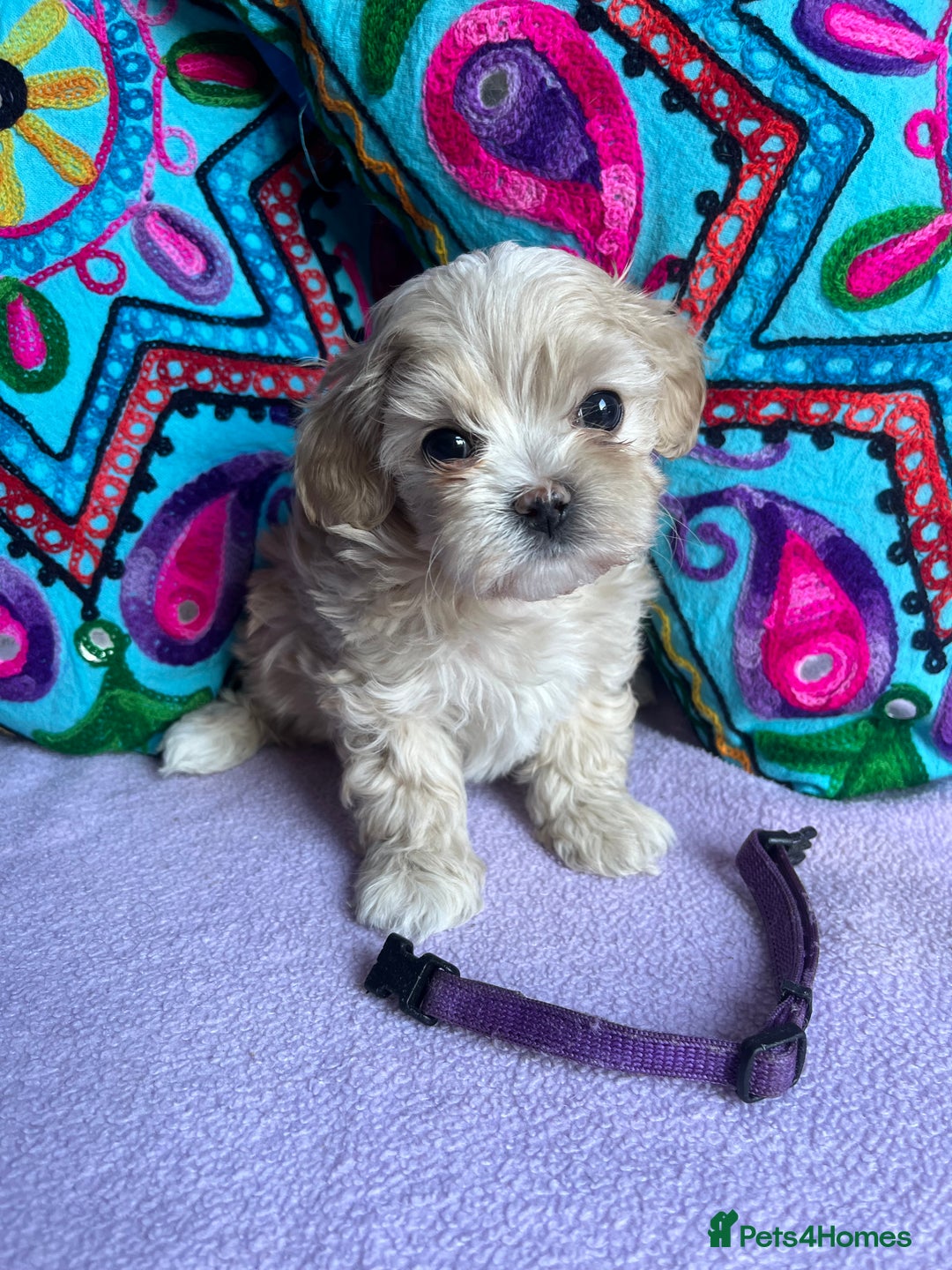 Maltipoo dogs for sale: Stunning Malticavapoo puppies NORTH STAFFORDSHIRE - Image 24