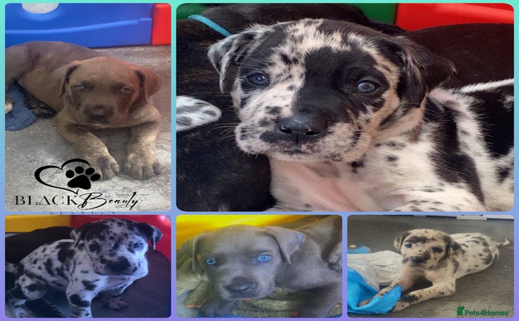 Mixed Breed dogs - Advert 2