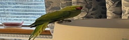 Ringnecks birds for sale: Breeding pair of Indian Ringnecks  - Advert 7