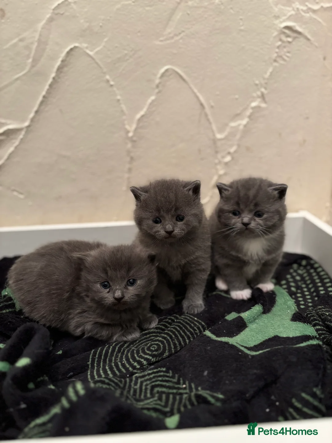 Ragdoll cats for stud: Ragdoll Stud - Advert 3