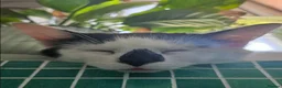 Mixed Breed cats for adoption: Two Cats for Indoor Adoption Together  - Advert 5