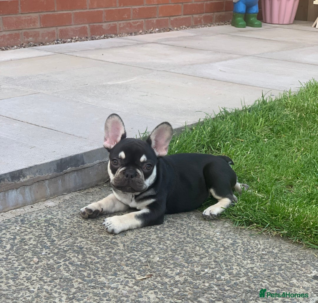 French Bulldog dogs for sale: 2 beautiful french bulldog puppies available  in Oldbury - Image 15