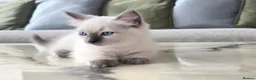 Ragdoll cats for sale: 🤍 Pure Ragdoll Boy Blue Point Kitten Ready Now - Advert 5