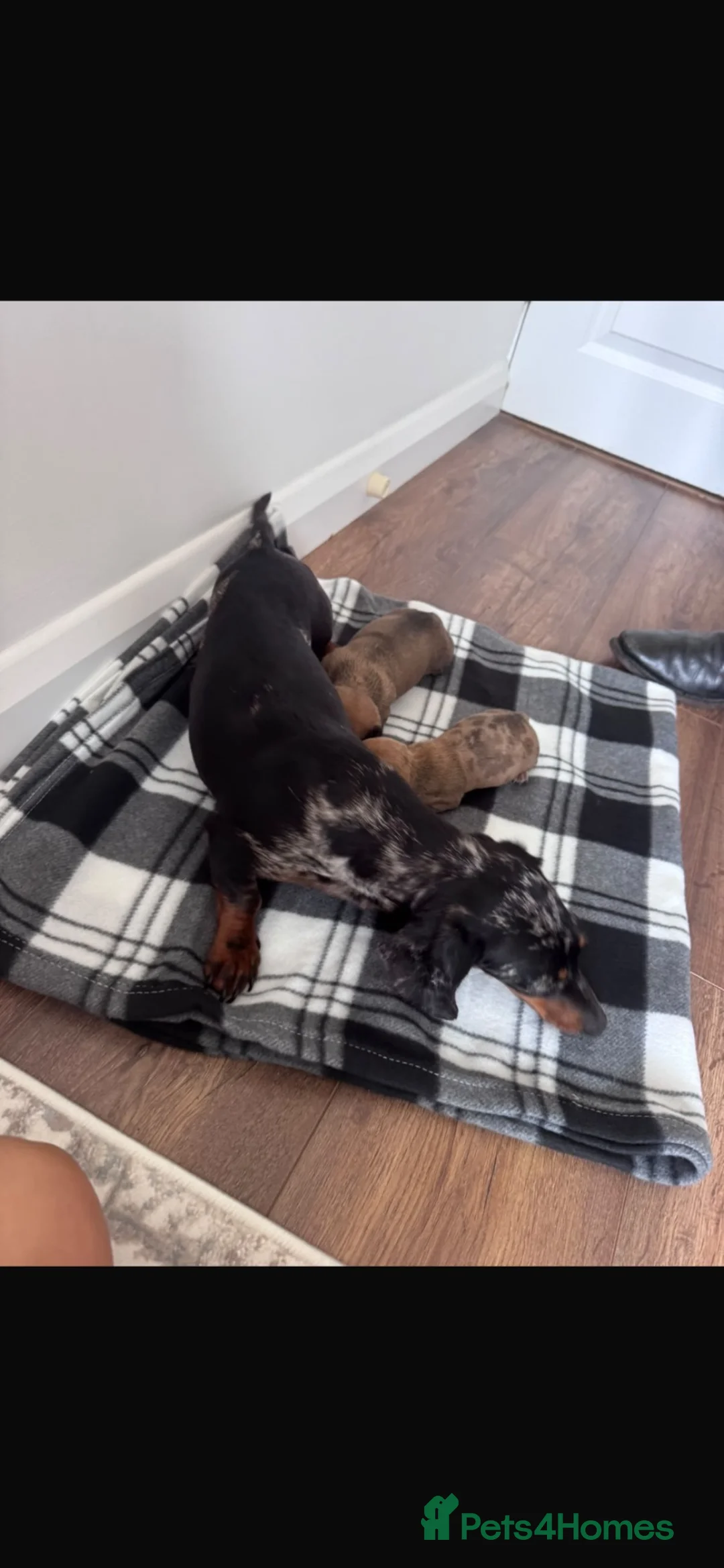 Miniature Dachshund dogs for sale: 2x male miniature dash hounds  - Advert 1