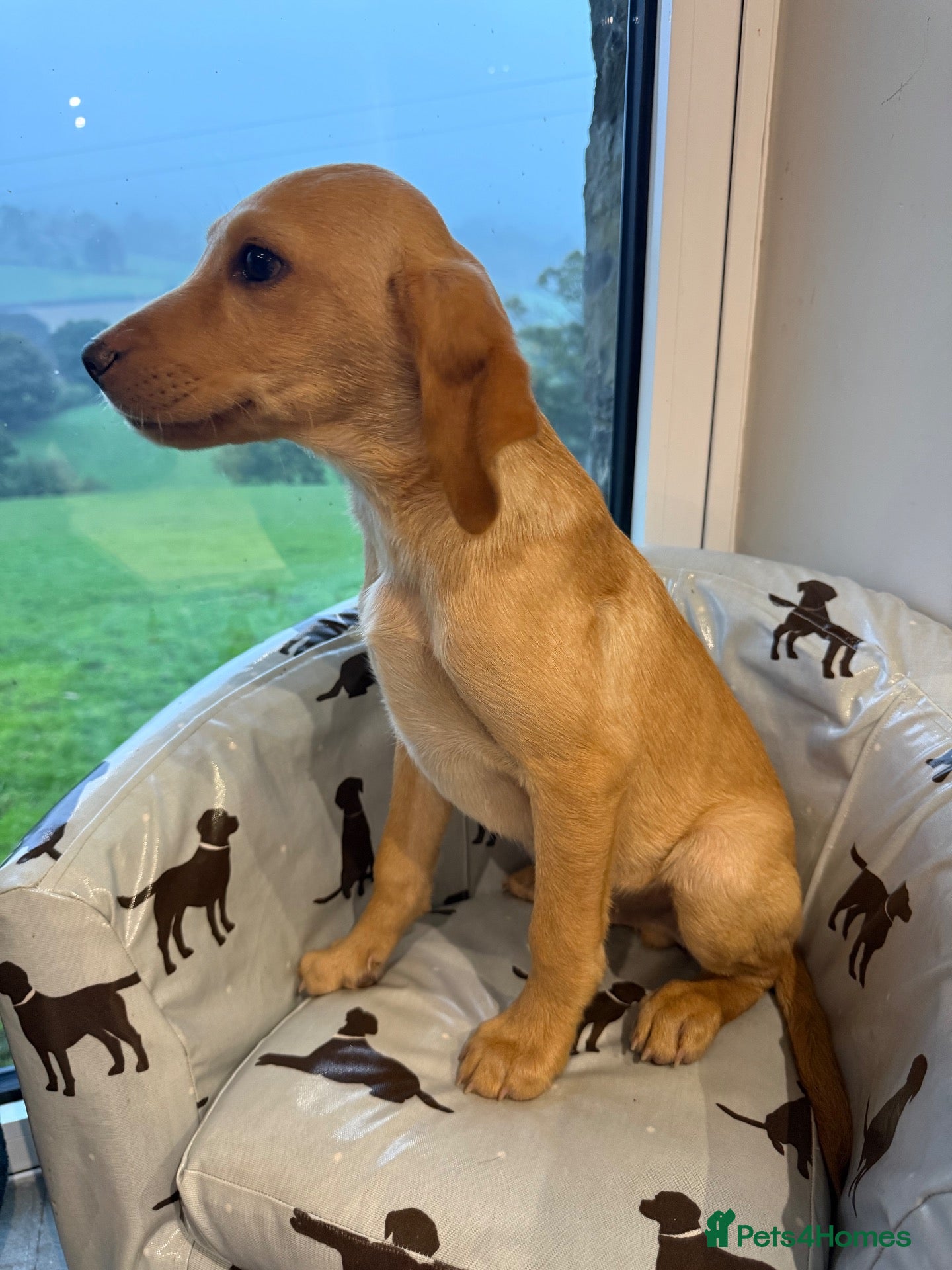 Labrador Retriever dogs MALE Fox red & Yellow Labrador Puppies  - Advert 2