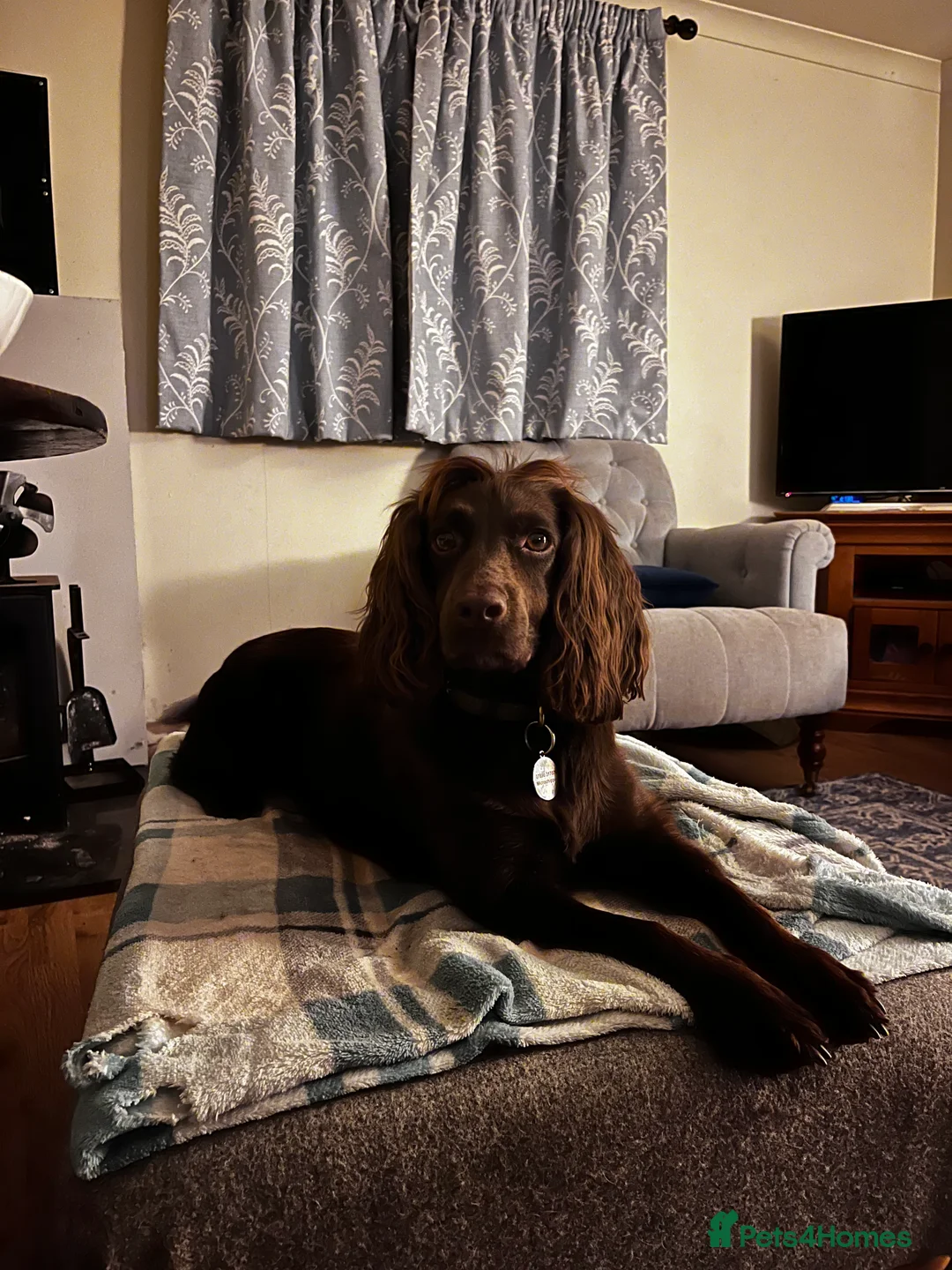 Cocker Spaniel dogs for sale: Cocker Spaniel Puppies due any day now - Advert 2