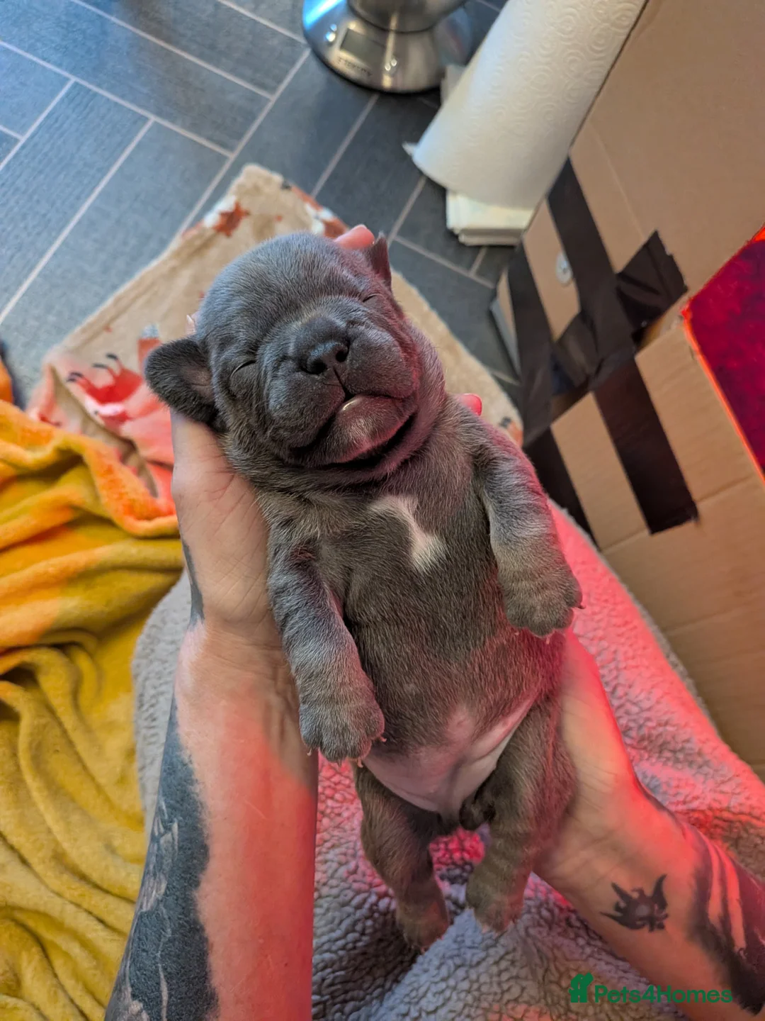 French Bulldog dogs for sale: Frenchbull dog puppy’s  in Tayport - Advert 4