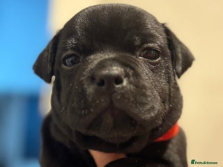 Staffordshire Bull Terrier dogs Unreal black Staffordshire bull terrier pups avail - Advert 2