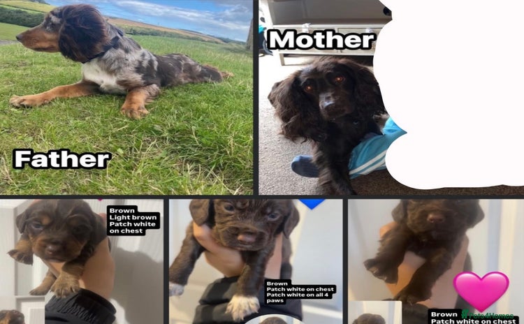 Cocker Spaniel dogs - Advert 1