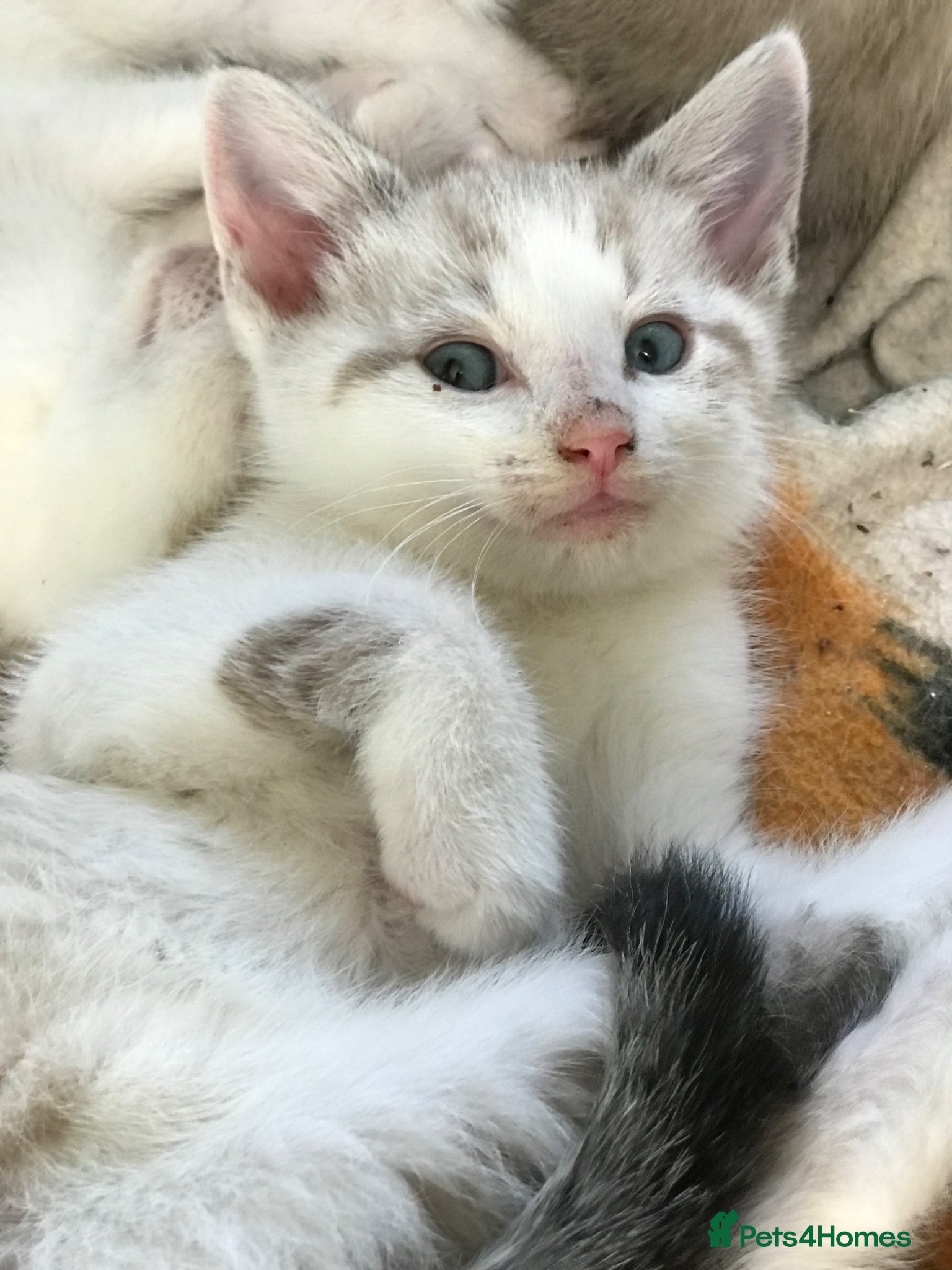 Mixed Breed cats Beautiful kitten for sale  - Advert 1