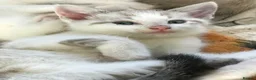 Mixed Breed cats for sale: Beautiful kittens for sale  - Advert 1
