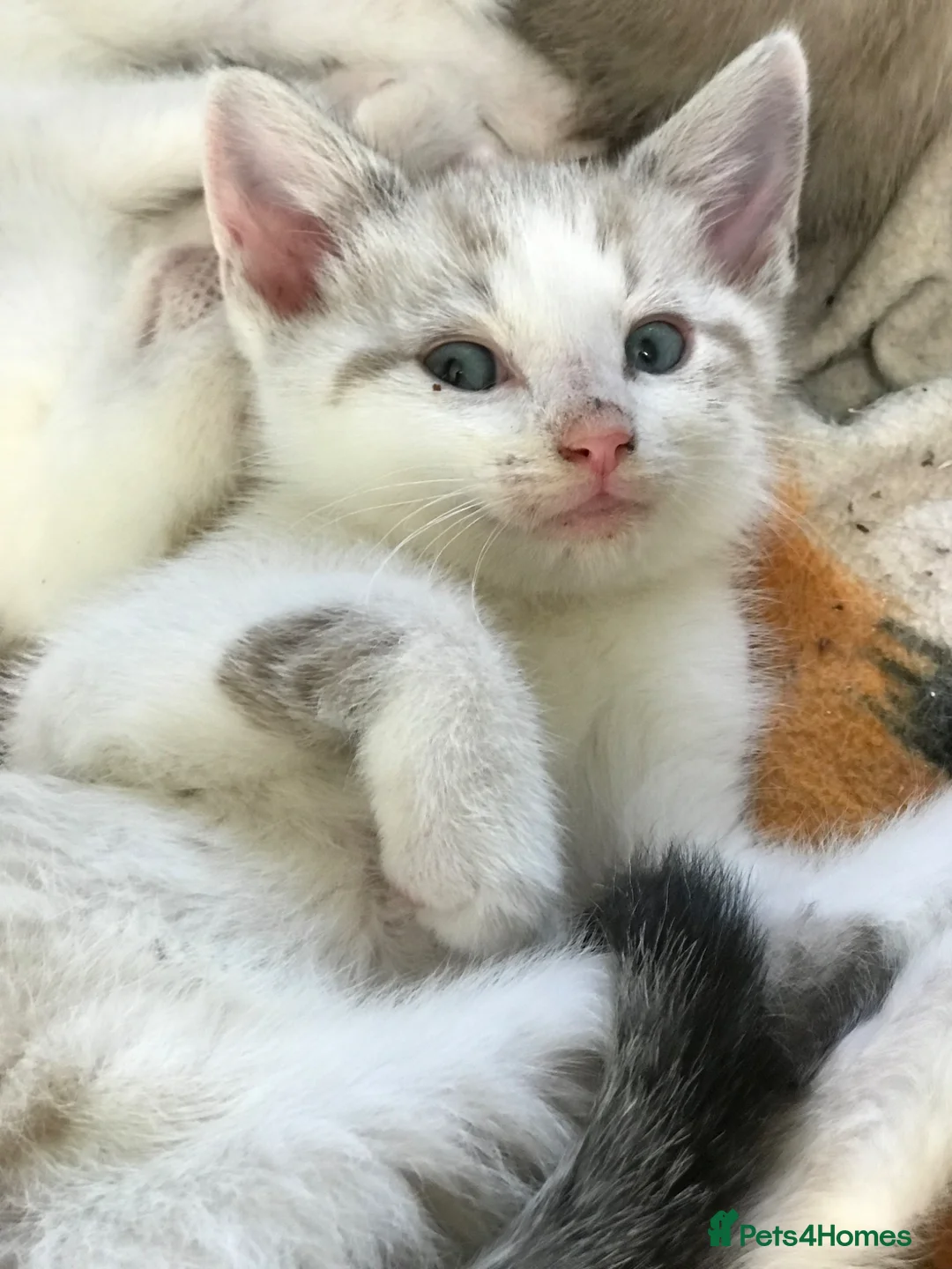 Mixed Breed cats for sale: Beautiful kittens for sale  - Advert 1
