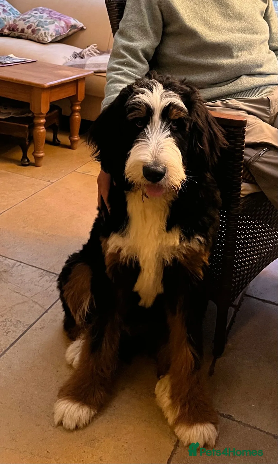 Bernedoodle dogs for sale: Adorable 6 month old Bernadoodle - Advert 5