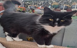 Mixed Breed cats for sale: Fluffy longhaired Kitten with Love Heart Nose  - Image 8