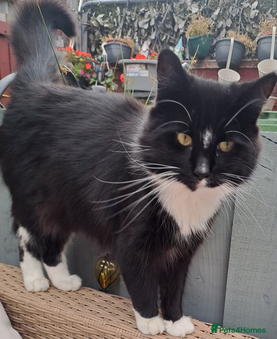 Mixed Breed cats for sale: Fluffy longhaired Kitten with Love Heart Nose  - Image 8