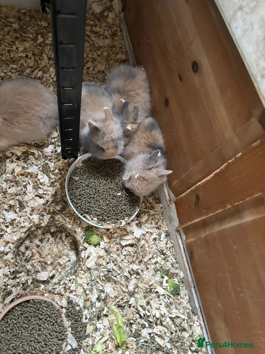 Lionhead rabbits for sale: Double Main Lionhead Boy Bunnies - Advert 2