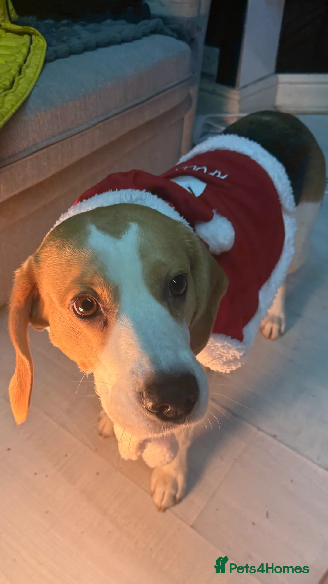 Beagle dogs for sale: Rehoming my beagle  - Advert 2