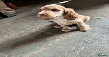 Cocker Spaniel dogs - Advert 12