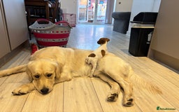 Jack Russell dogs for sale: Jack Russell puppy  - Image 4