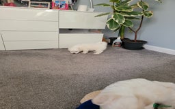 Coton De Tulear dogs for sale: Gorgeous puppies 🐶 KC registered - Image 9