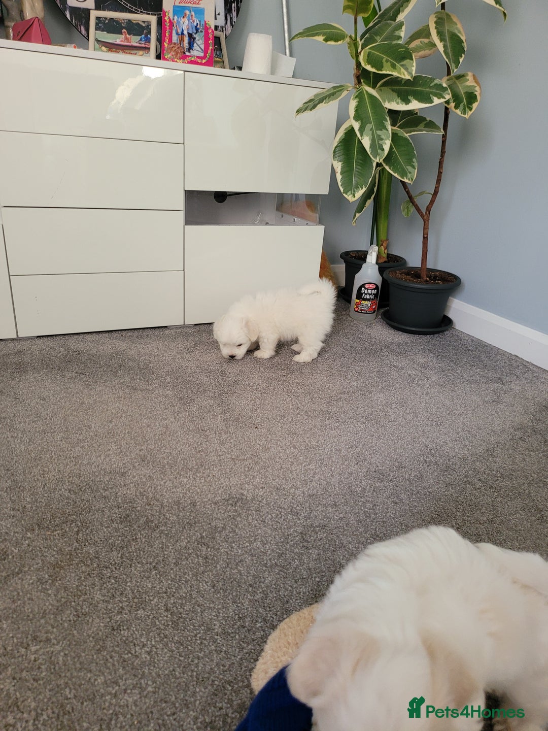 Coton De Tulear dogs for sale: Gorgeous puppies 🐶 KC registered - Image 9