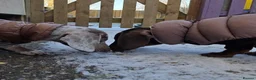 Miniature Dachshund dogs for sale: Looking for Their Forever Home  - Advert 3