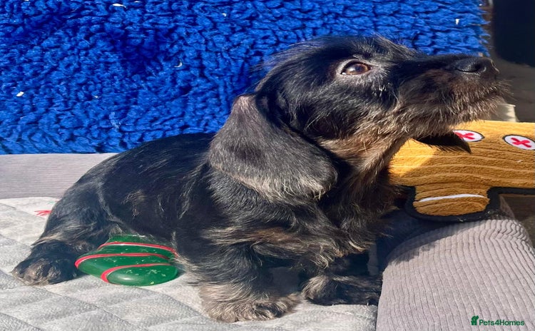 Dachshund dogs - Advert 1
