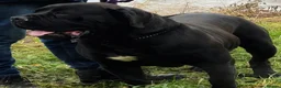 Mixed Breed dogs for sale: XLCane CorsoxBoerboel Pups Ready for Loving Homes - Advert 35