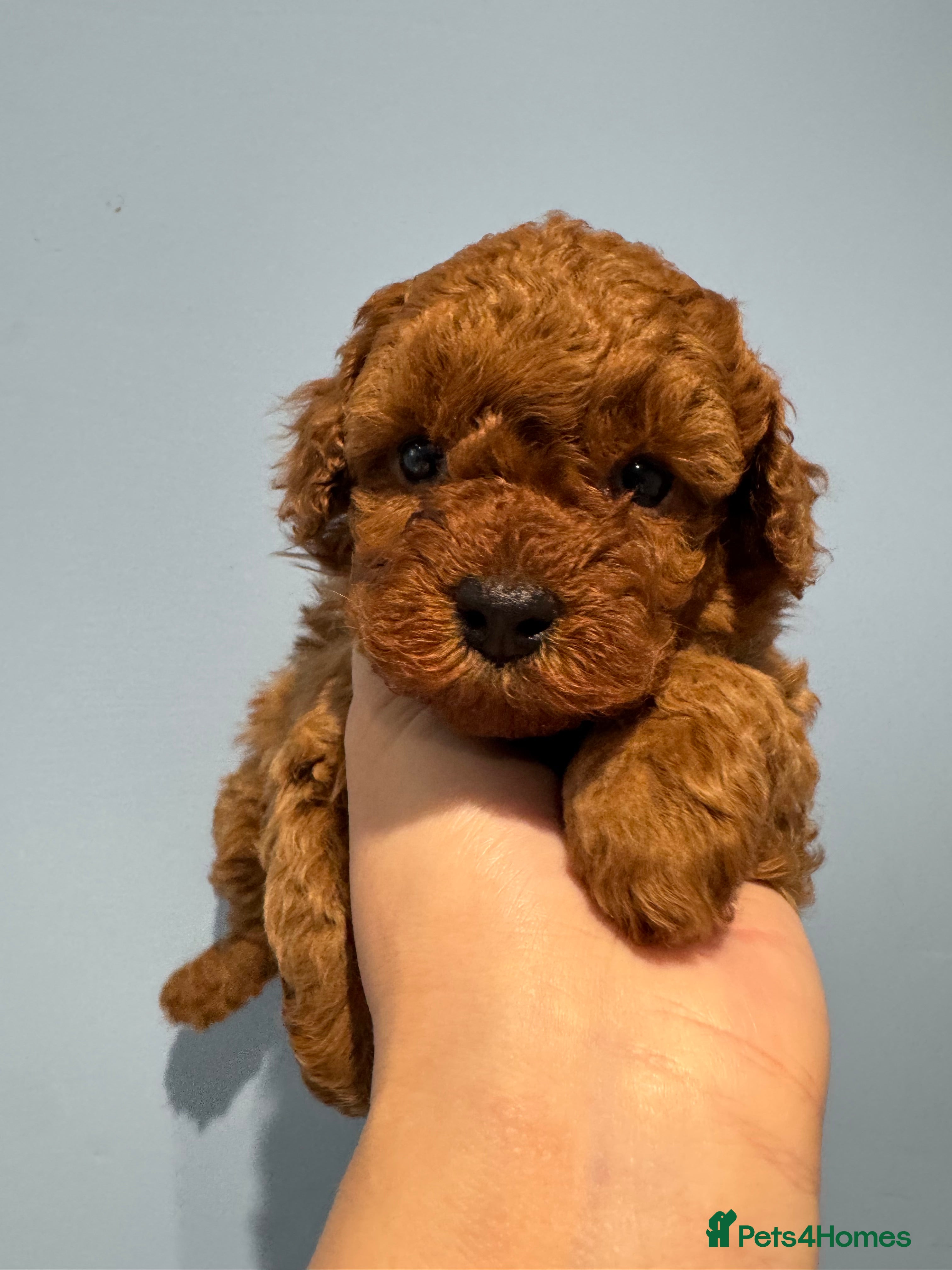 Toy Poodle dogs Tiny pure dark red toy poodles 1 girl available - Advert 3