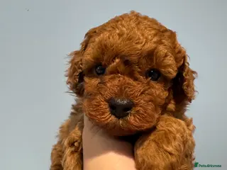 Toy Poodle dogs Tiny pure dark red toy poodles 1 girl available - Advert 3
