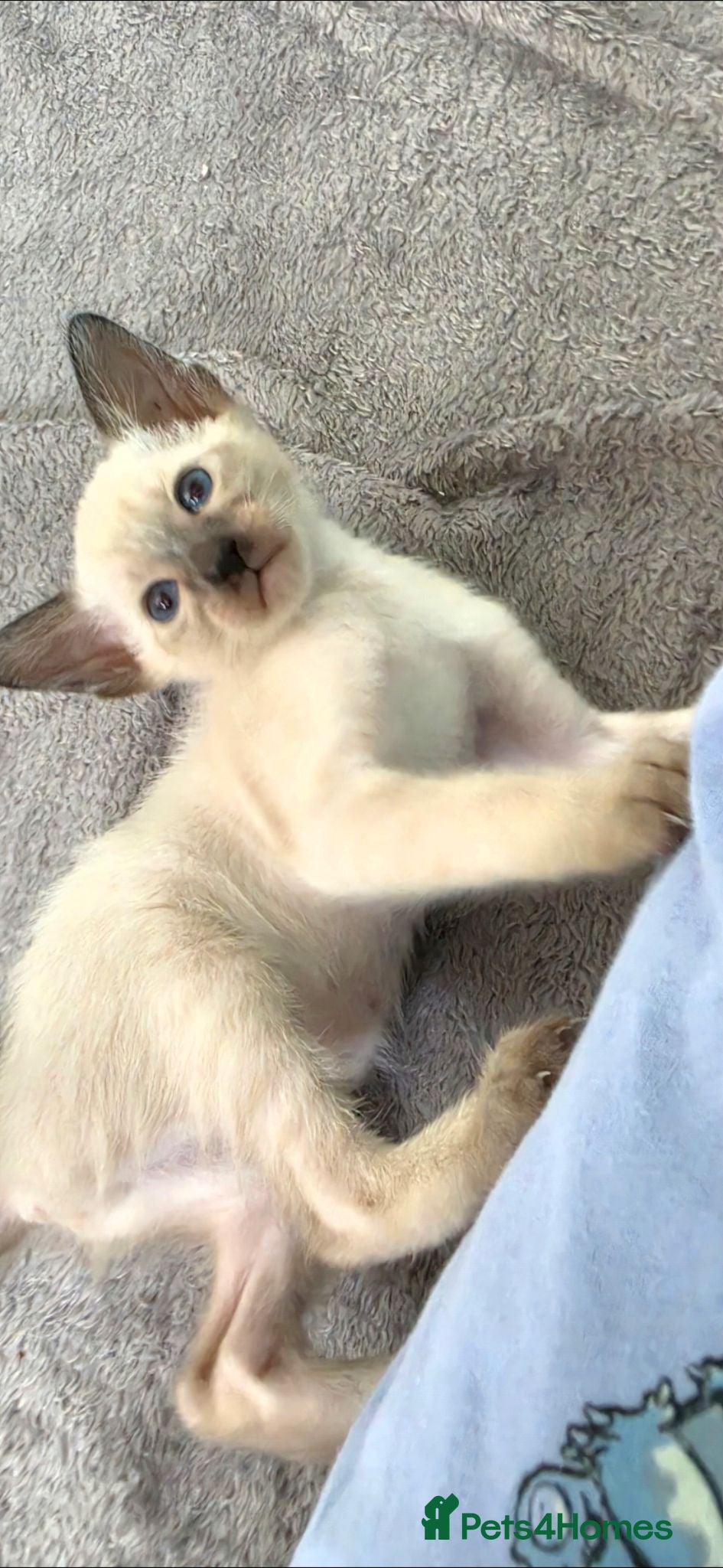 Siamese cats Beautiful Seal Point - Advert 3