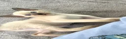 Siamese cats for sale: Beautiful Seal Point - Advert 1
