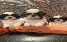 Shih Tzu dogs for sale: Pure bred pedigree Shih Tzu puppies - Advert 2