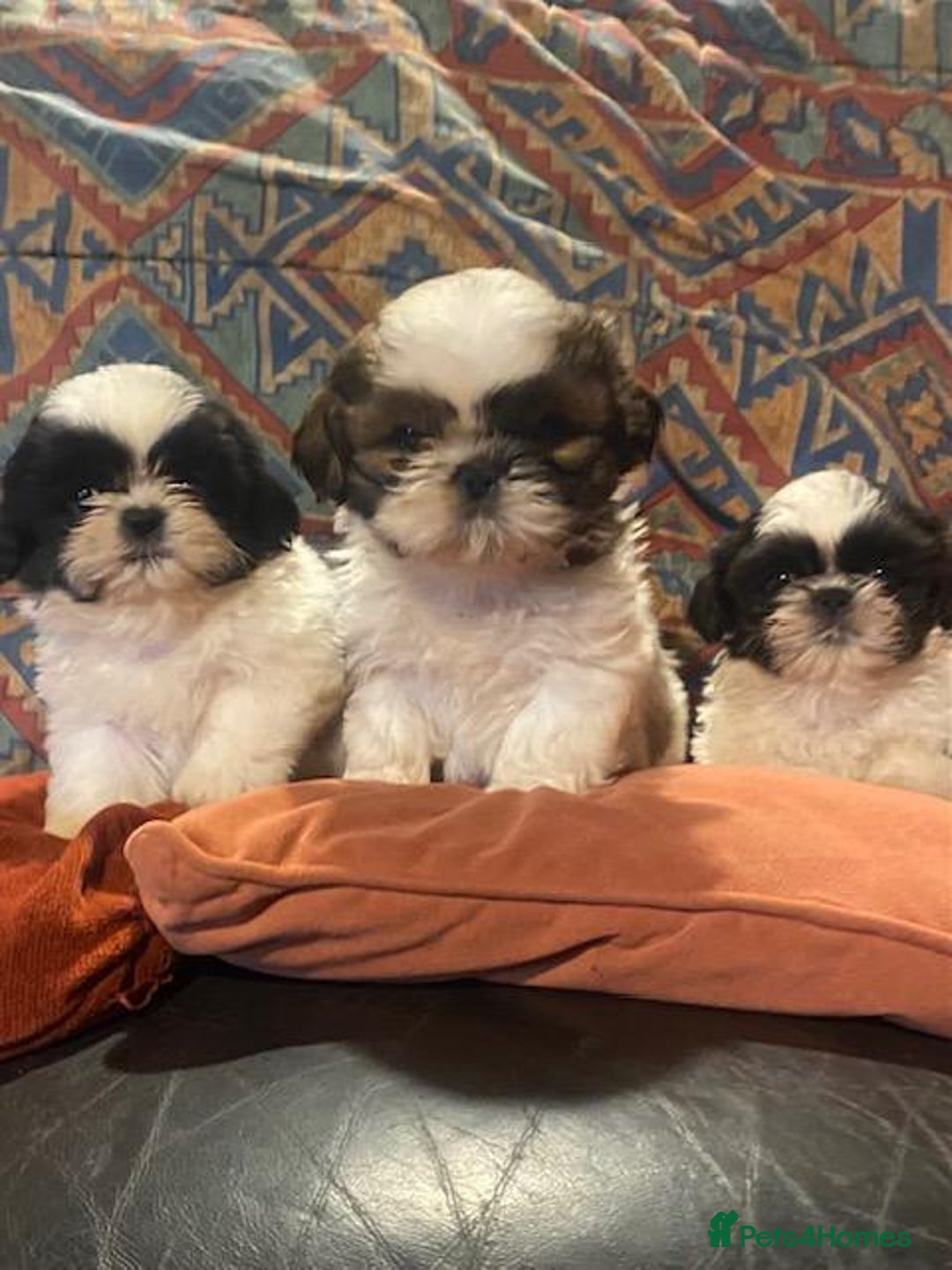 Shih Tzu dogs for sale: Pure bred pedigree Shih Tzu puppies - Advert 2