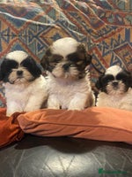 Shih Tzu dogs Pure bred pedigree Shih Tzu puppies - Advert 4