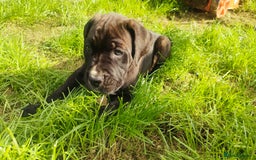 Mixed Breed dogs for sale: Cane Corso x Puppies  - Image 20