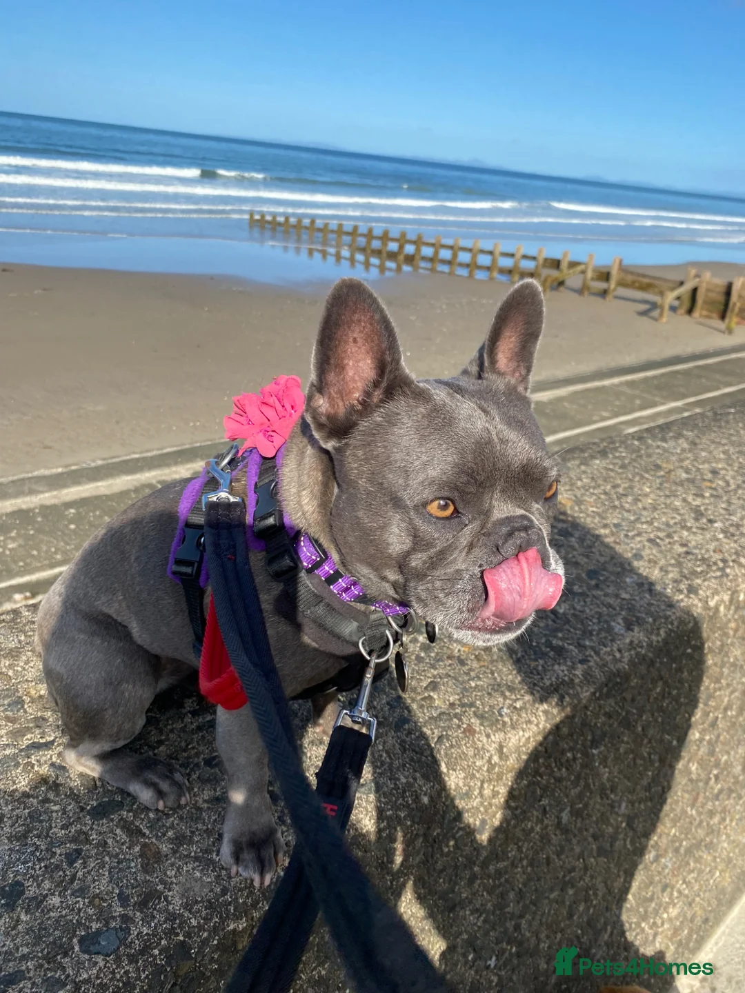 French Bulldog dogs for sale: Coco is very nearly six - Advert 1