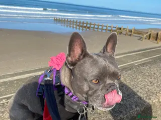 French Bulldog dogs Coco is very nearly six - Advert 2