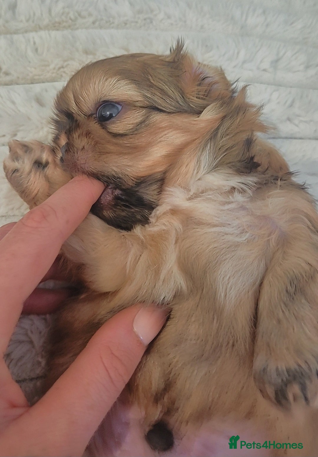 Shih Tzu dogs for sale: Imperial Shihtzu puppies - Image 6