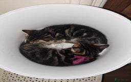 Mixed Breed cats for sale: 5 beautiful kitten ready to go. (Price negotiable) - Image 12