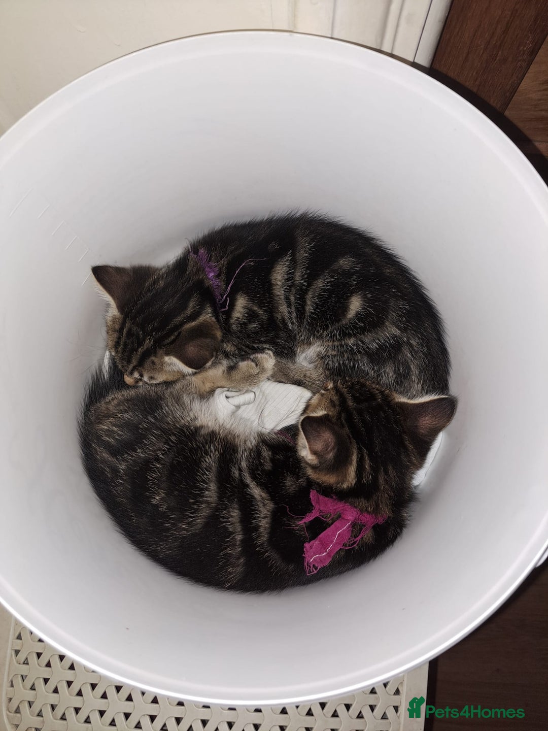 Mixed Breed cats for sale: 5 beautiful kitten ready to go. (Price negotiable) - Image 12