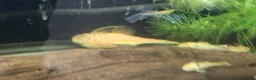 Plecos fish for sale: LEMON BLUE EYE BRISTLENOSE PLECS+2 mature female   - Advert 1