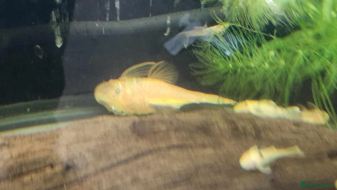 Plecos fish for sale: LEMON BLUE EYE BRISTLENOSE PLECS+2 mature female   - Advert 1