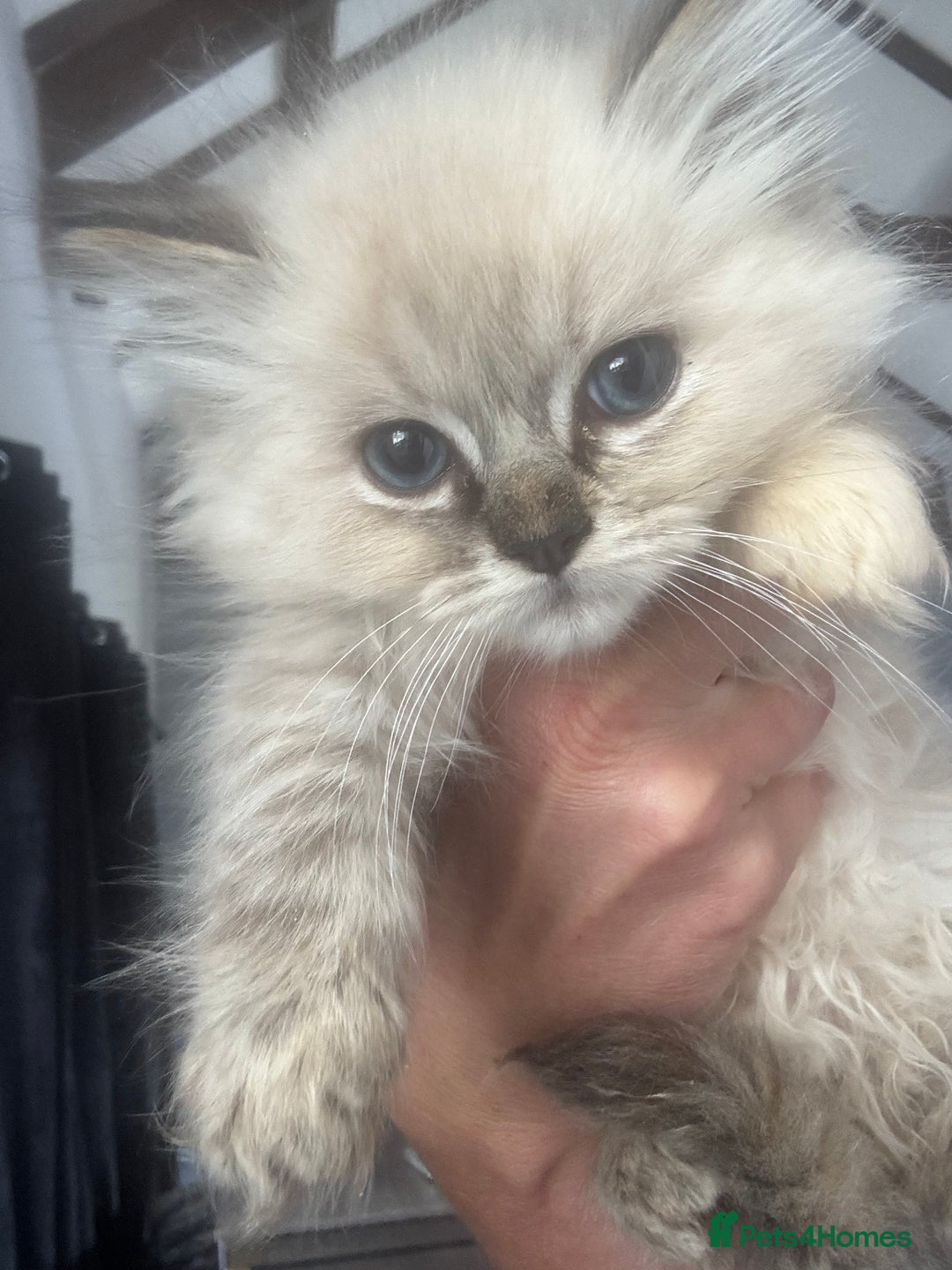 Ragdoll cats for sale: Champion bloodlines Ready for their loving homes - Image 20