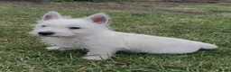 West Highland Terrier dogs for sale: Beautiful west highland terrier pups - Advert 6