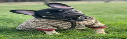 French Bulldog dogs for sale: 🩶🩷Beautiful French Bulldog Puppies🩷🩶 - Advert 3