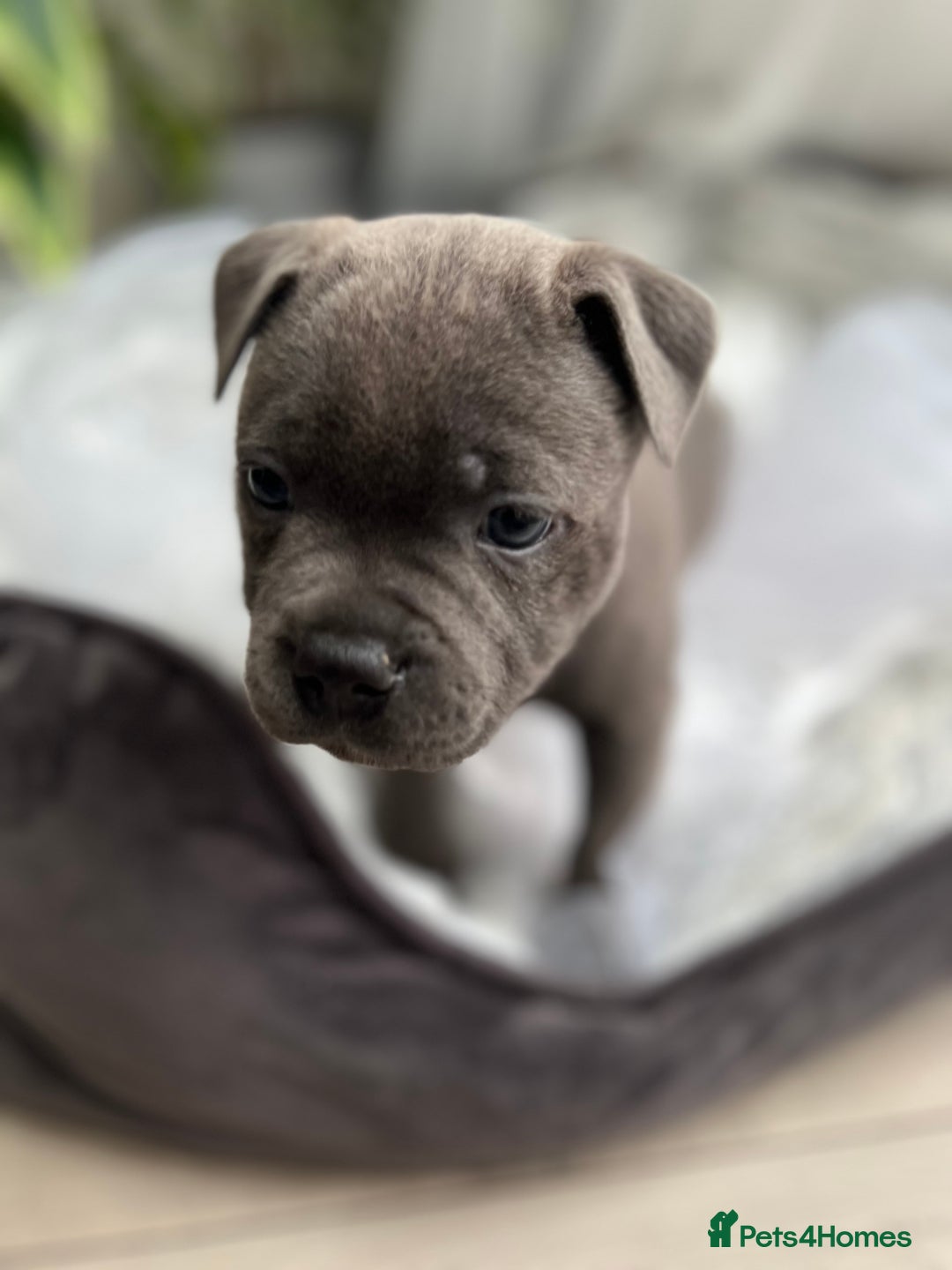 Staffordshire Bull Terrier dogs for sale: 🔷 Pharaon Champion Line Pups 🔷 in Wolverhampton - Image 15